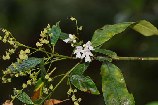 Image of Christmas Mintbush