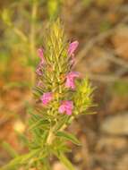 Image of Thymbra spicata L.