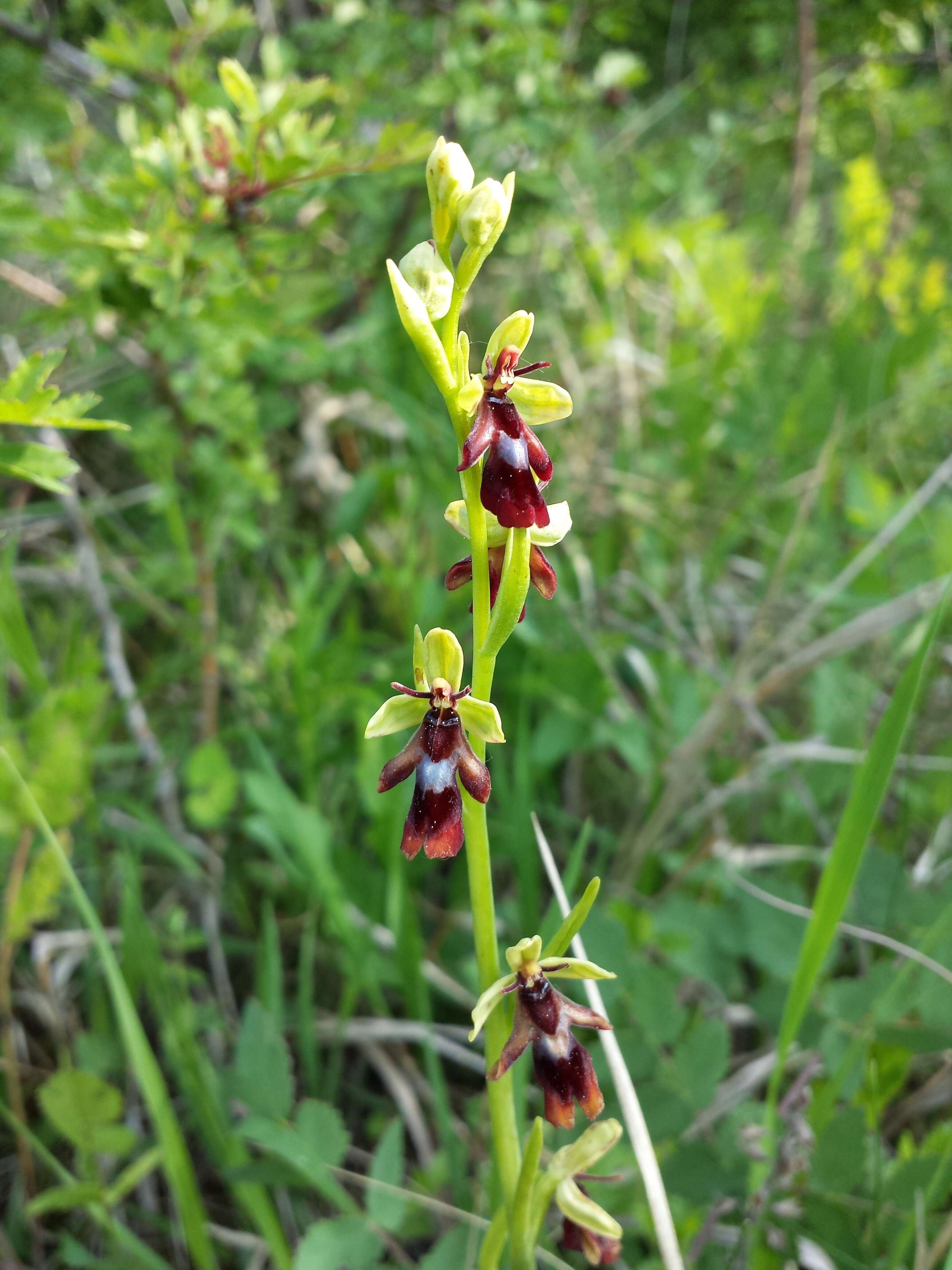 Слика од Ophrys insectifera L.