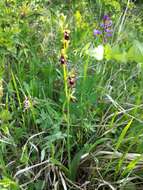 Image of Fly orchid