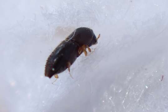 Image of Ambrosia beetle