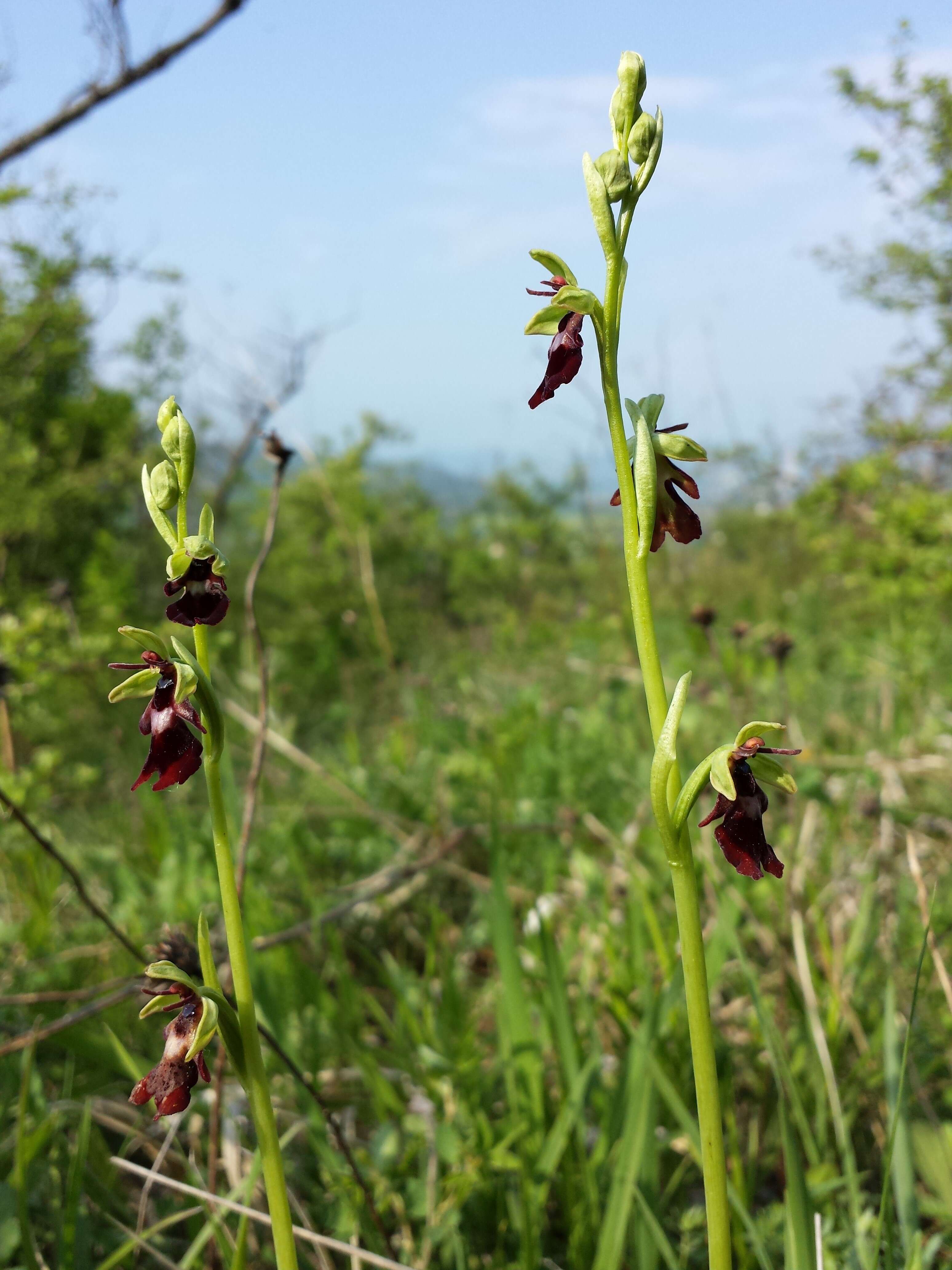 Image of Fly orchid