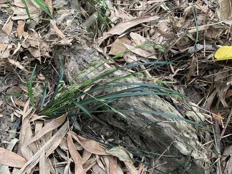 Image of Carex sociata Boott