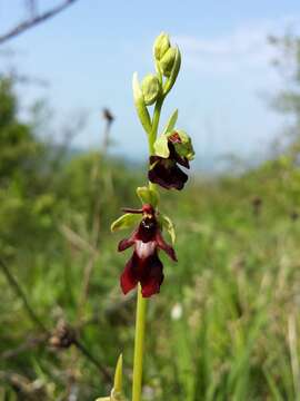 Image of Fly orchid