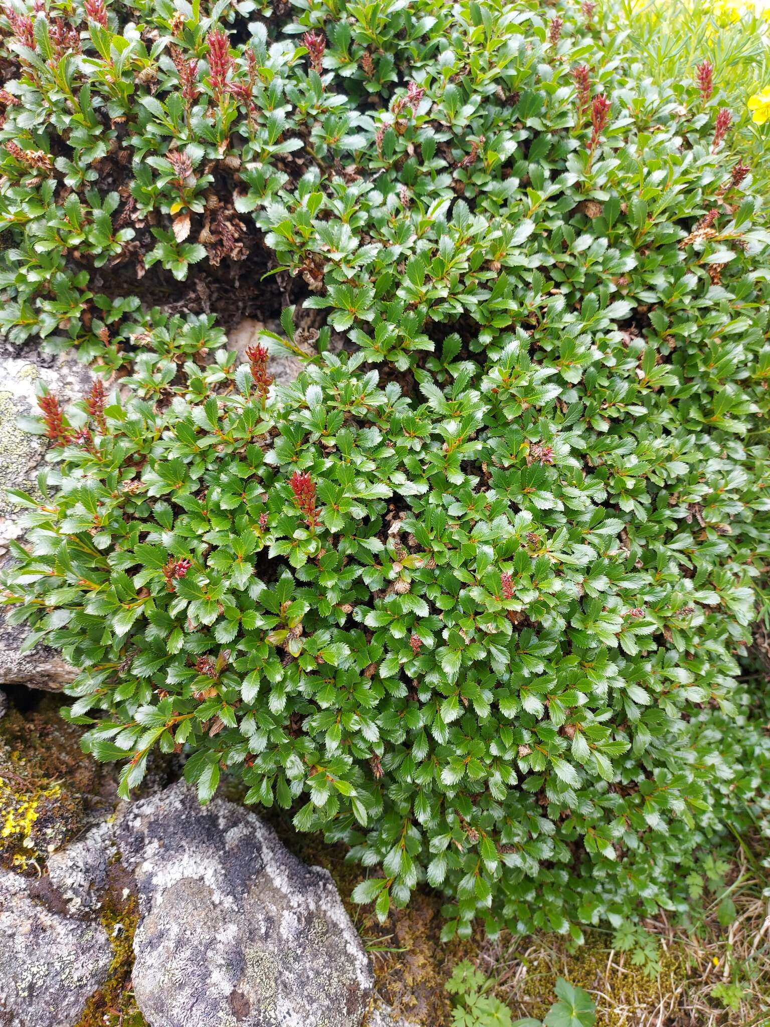 Salix berberifolia Pall.的圖片