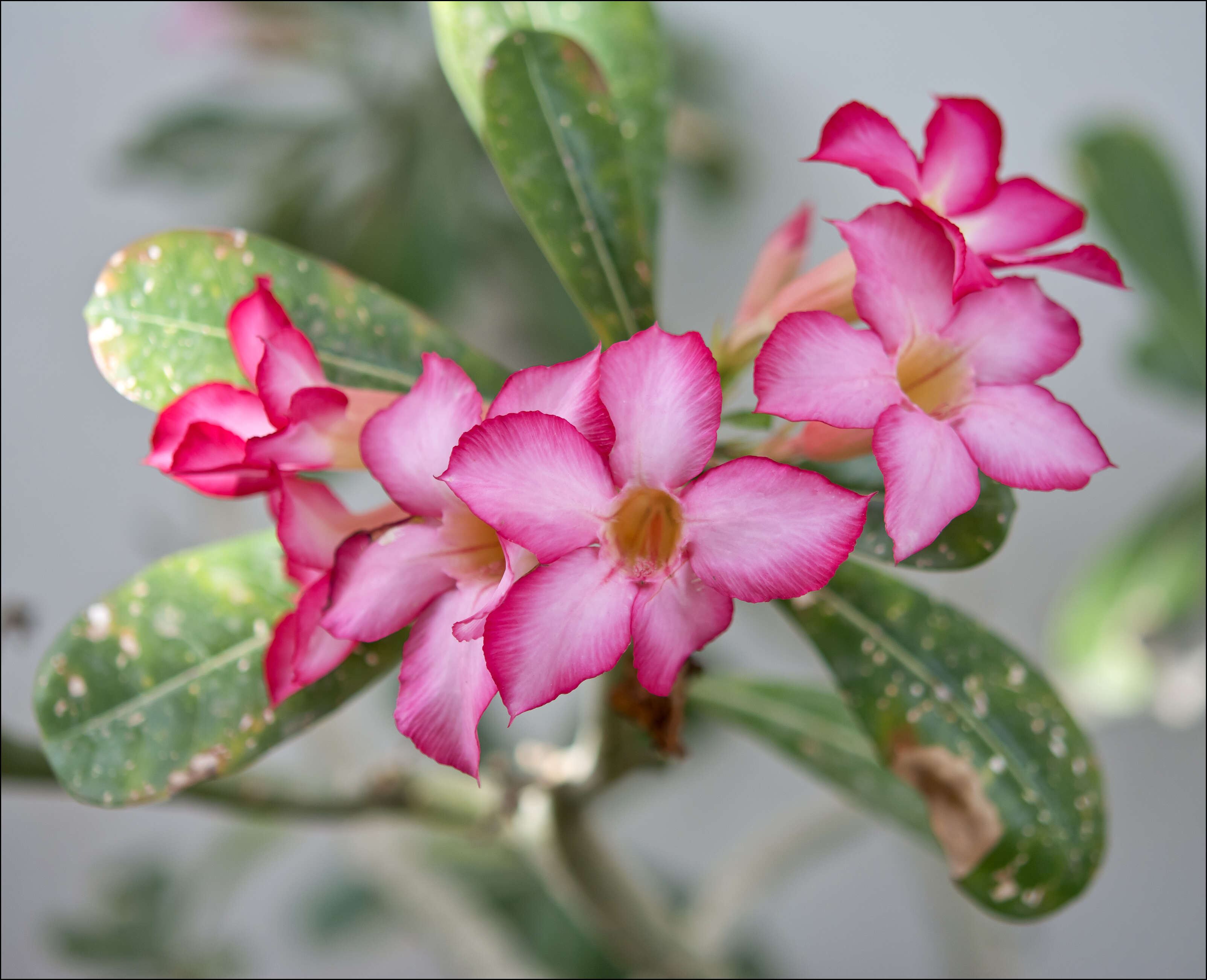 Image of Desert Rose