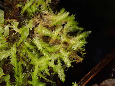 Image of Mueller's isopterygiopsis moss