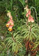 Image de Digitalis obscura L.