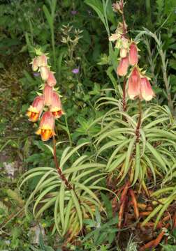 Sivun Digitalis obscura L. kuva