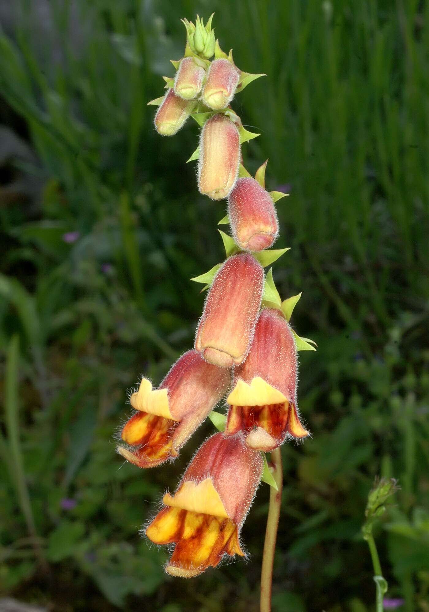 Image de Digitalis obscura L.