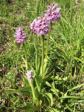 Image of Orchis simia subsp. simia