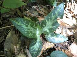 Image of Goodyera daibuzanensis Yamam.