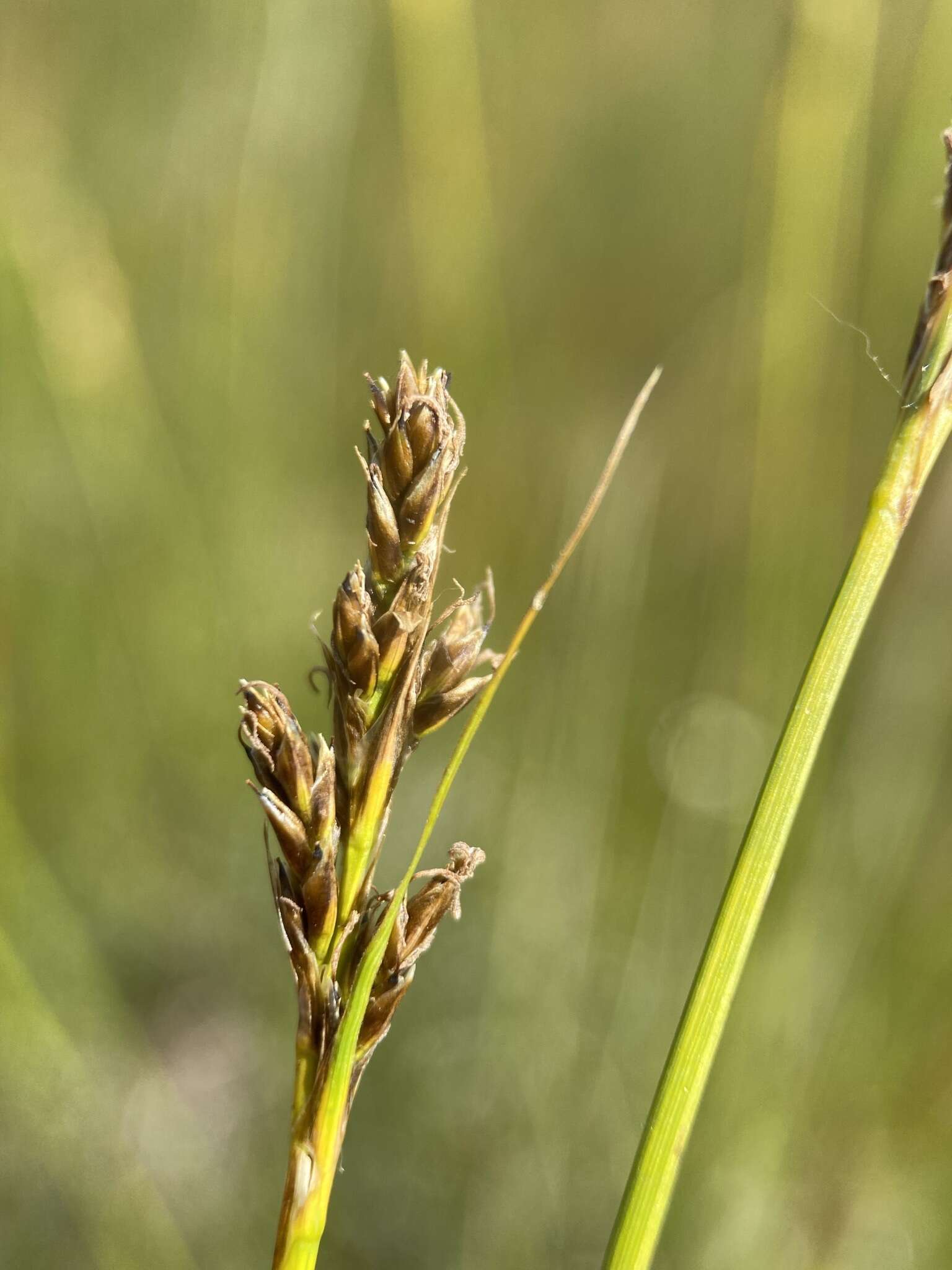 Слика од Carex simpliciuscula Wahlenb.