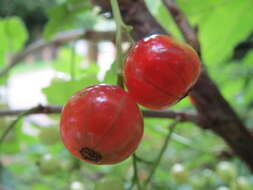 Image of European gooseberry