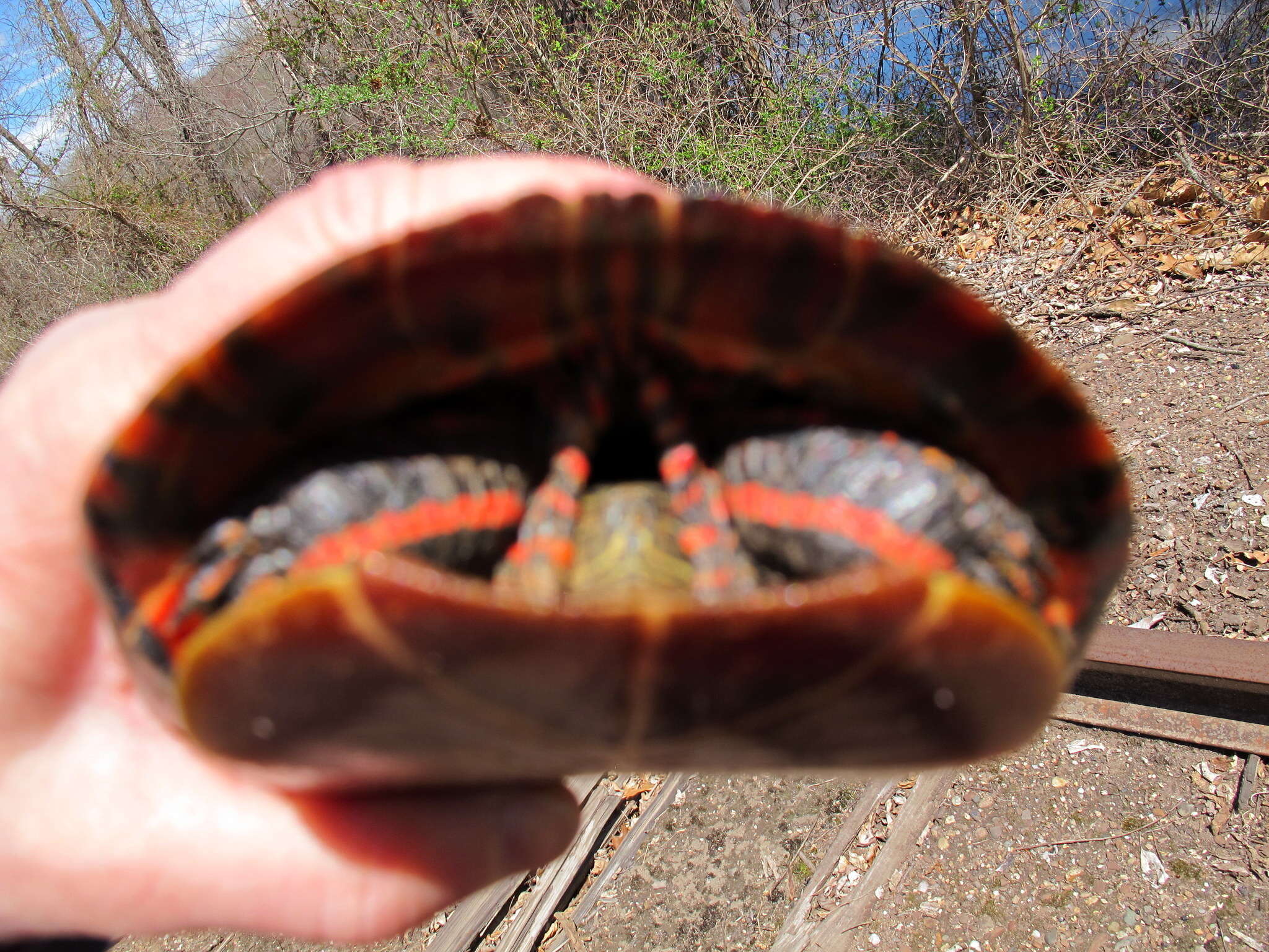 Image of Eastern Painted Turtle