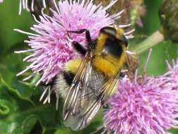 Volucella bombylans (Linnaeus 1758) resmi