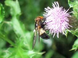 Image of gread pied hoverfly