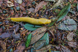 Image of California Banana Slug