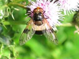 Image of gread pied hoverfly