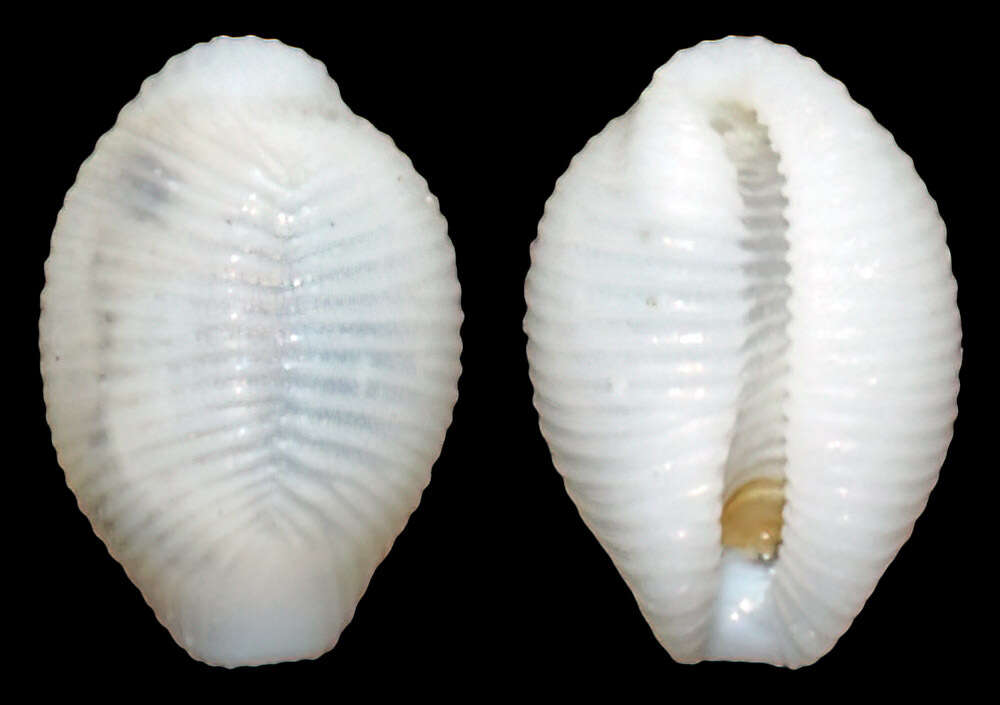 Image of Trivirostra hordacea (Kiener 1844)