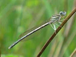 Image of Platycnemis Burmeister 1839