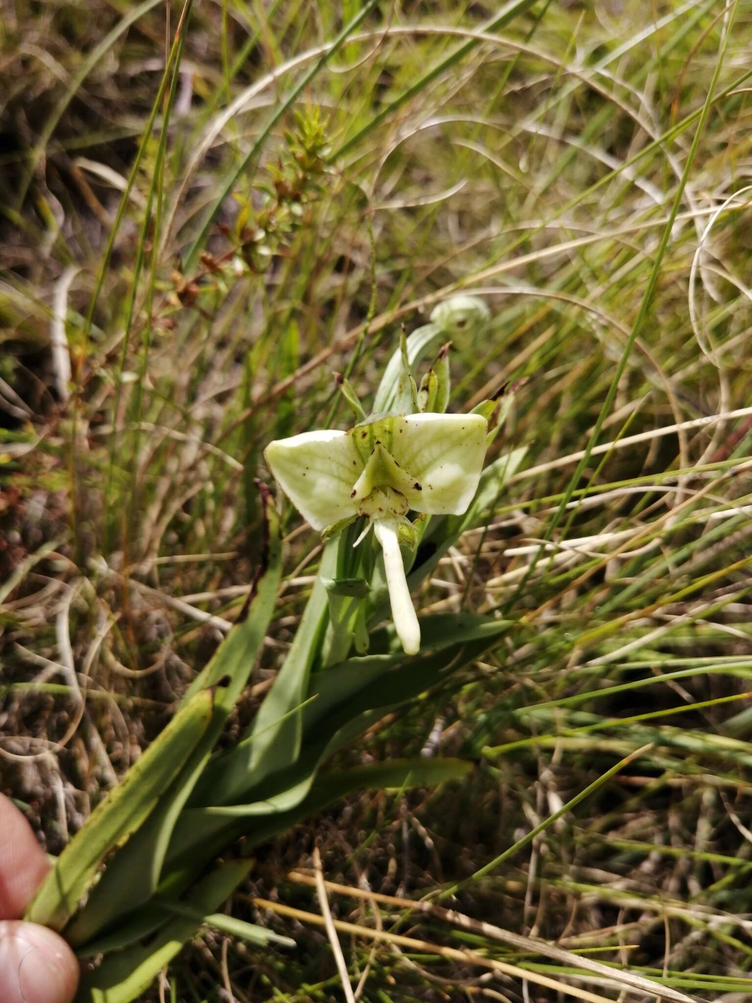 Image of Habenaria epipactidea Rchb. fil.