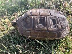 Image of Karroo Tortoise