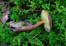 Слика од Boletellus chrysenteroides (Snell) Snell 1941