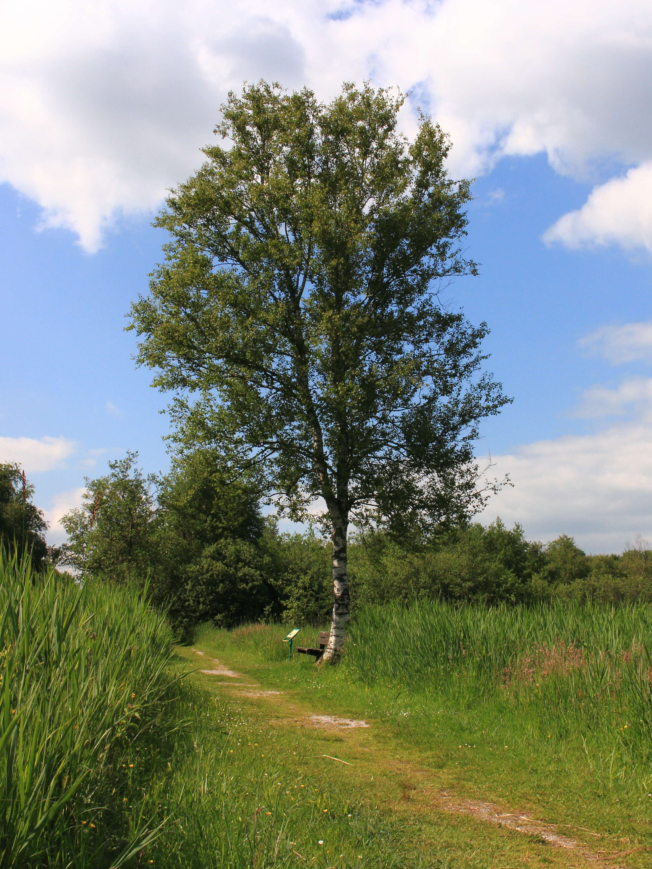 Image of Black Birch