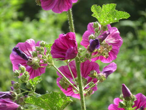 Image de Grande mauve