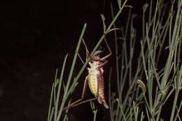 Image of Long-legged Armoured Katydid