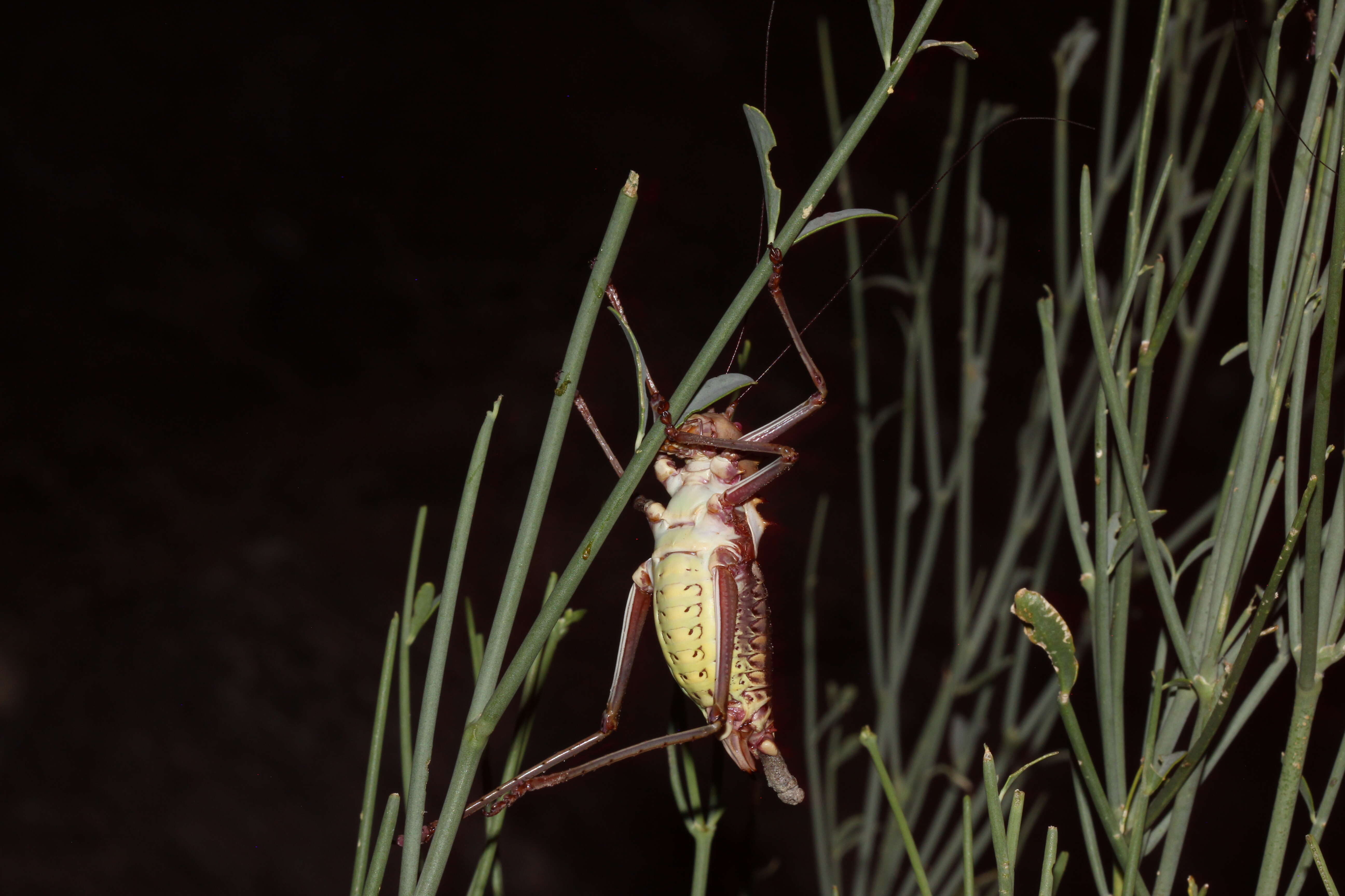 Image of Long-legged Armoured Katydid