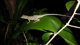 Sivun Anolis bicaorum (Köhler 1996) kuva