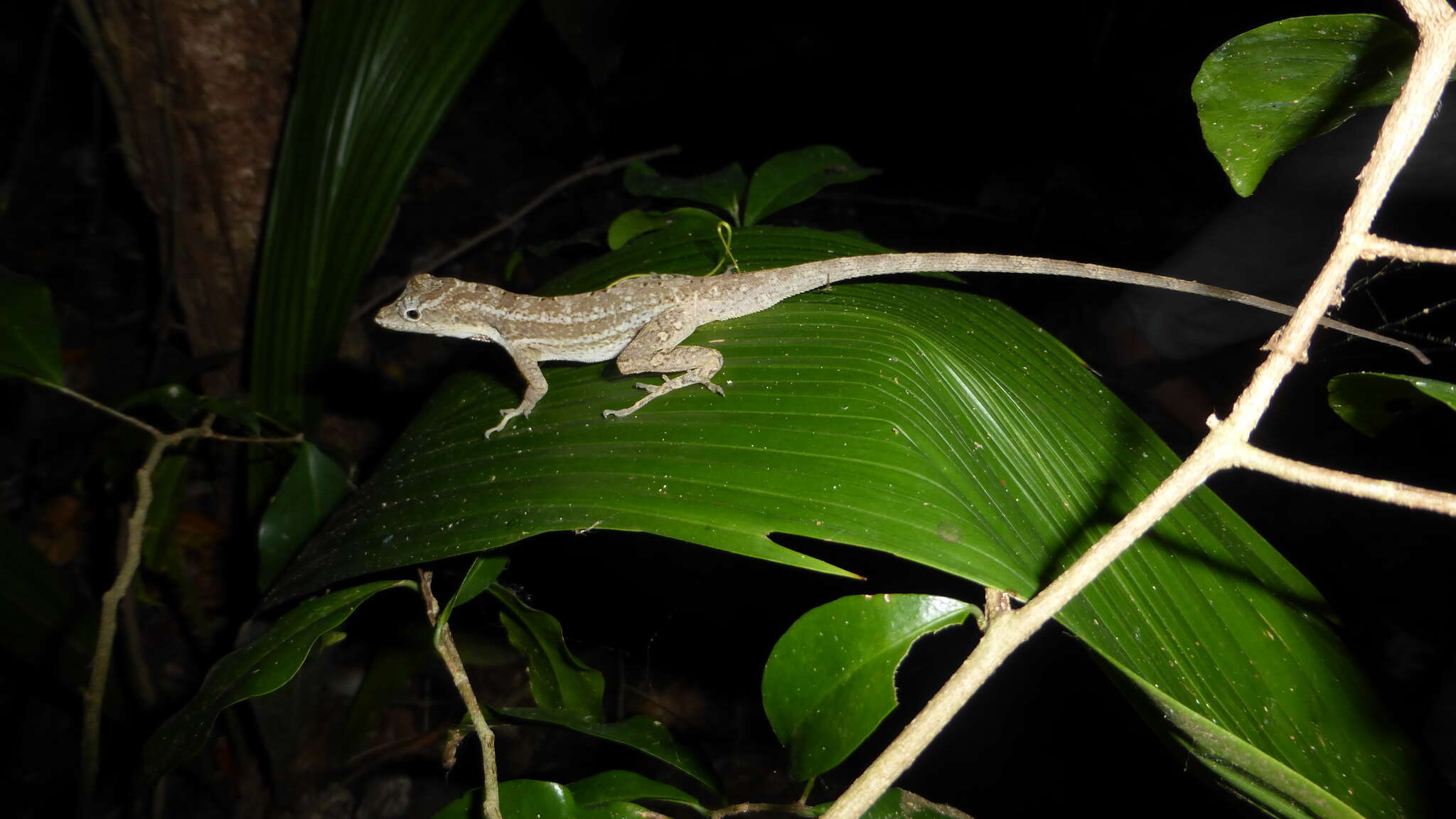 Sivun Anolis bicaorum (Köhler 1996) kuva