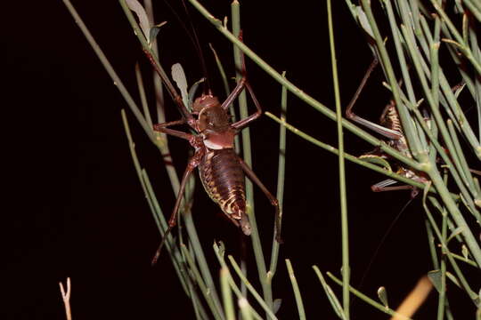 Image of Long-legged Armoured Katydid