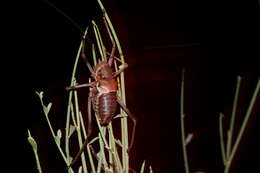 Image of Long-legged Armoured Katydid