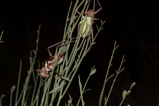 Image of Long-legged Armoured Katydid