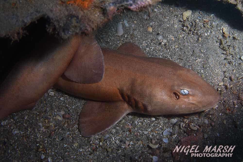 Image of Grey Bamboo Shark