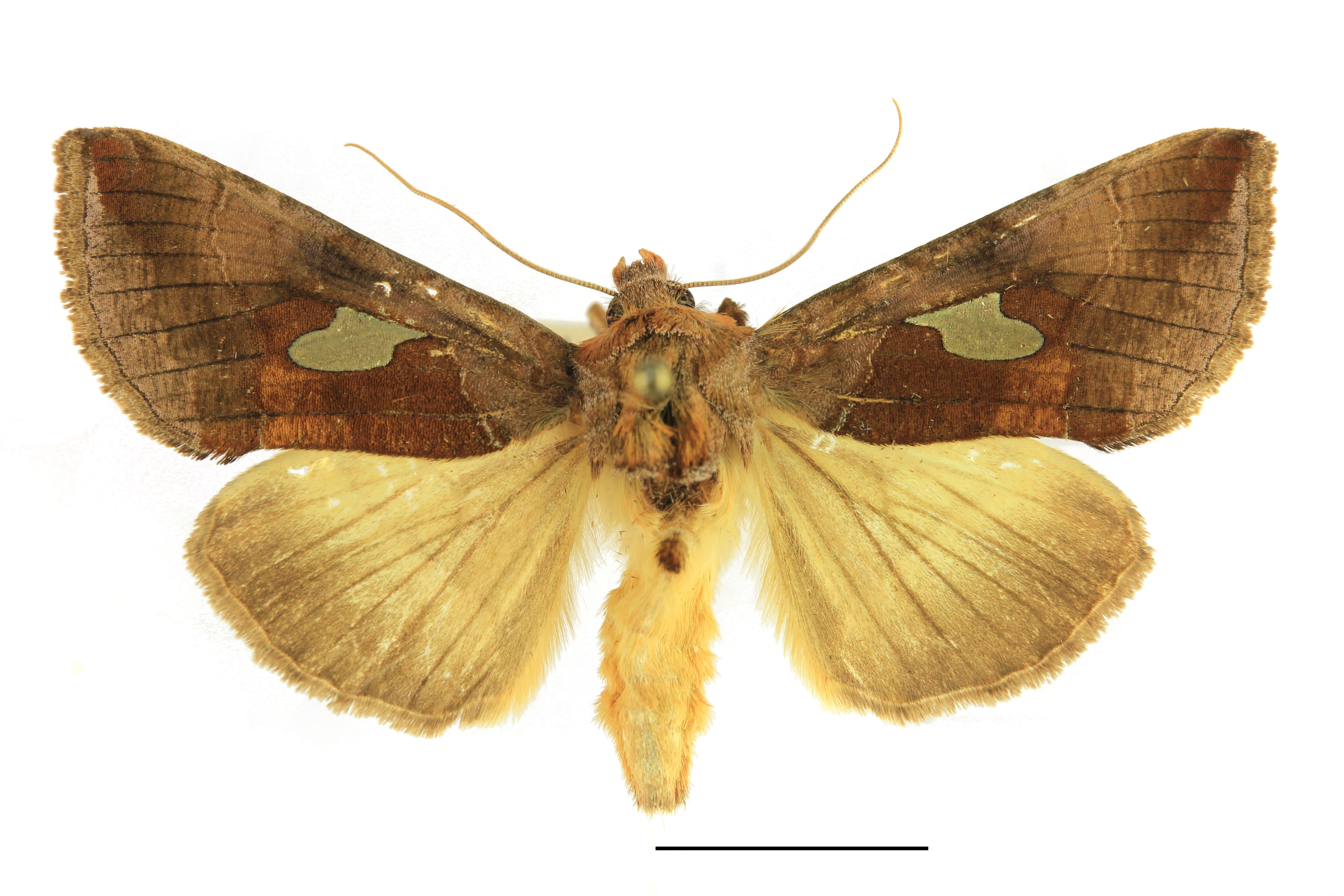 Autographa bractea Schiffermüller 1776 resmi