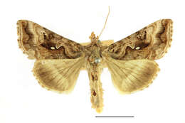 Imagem de Autographa pulchrina Haworth 1802