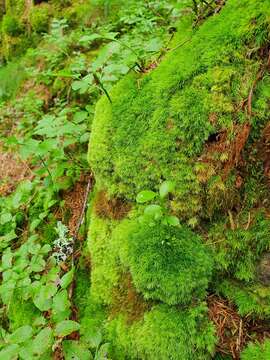 Image of Leucobryum juniperoideum C. Müller 1845