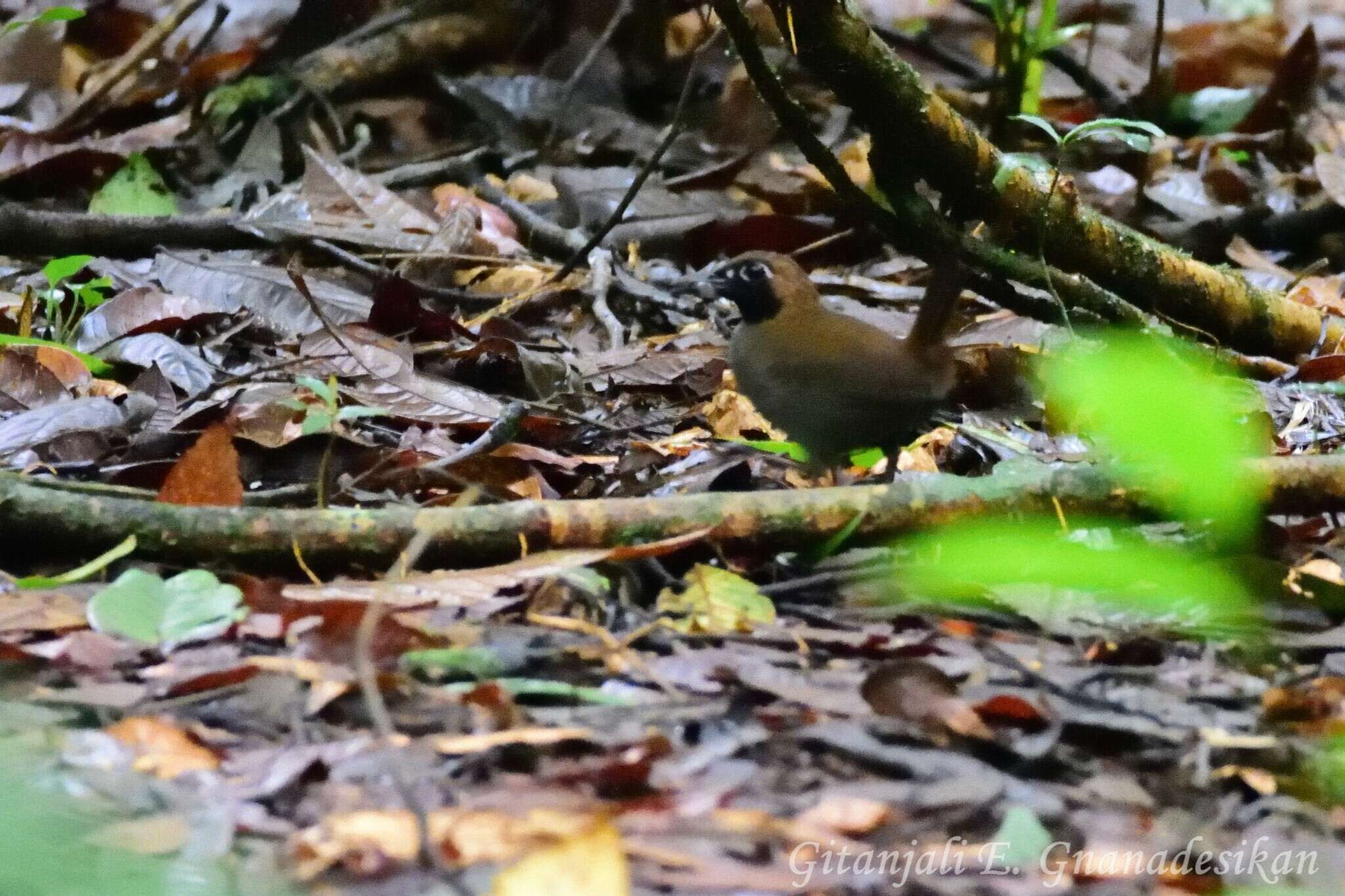 Image of Black-faced Antthrush