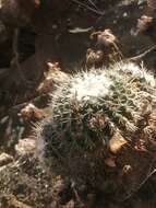 Image of Mammillaria scrippsiana (Britton & Rose) Orcutt