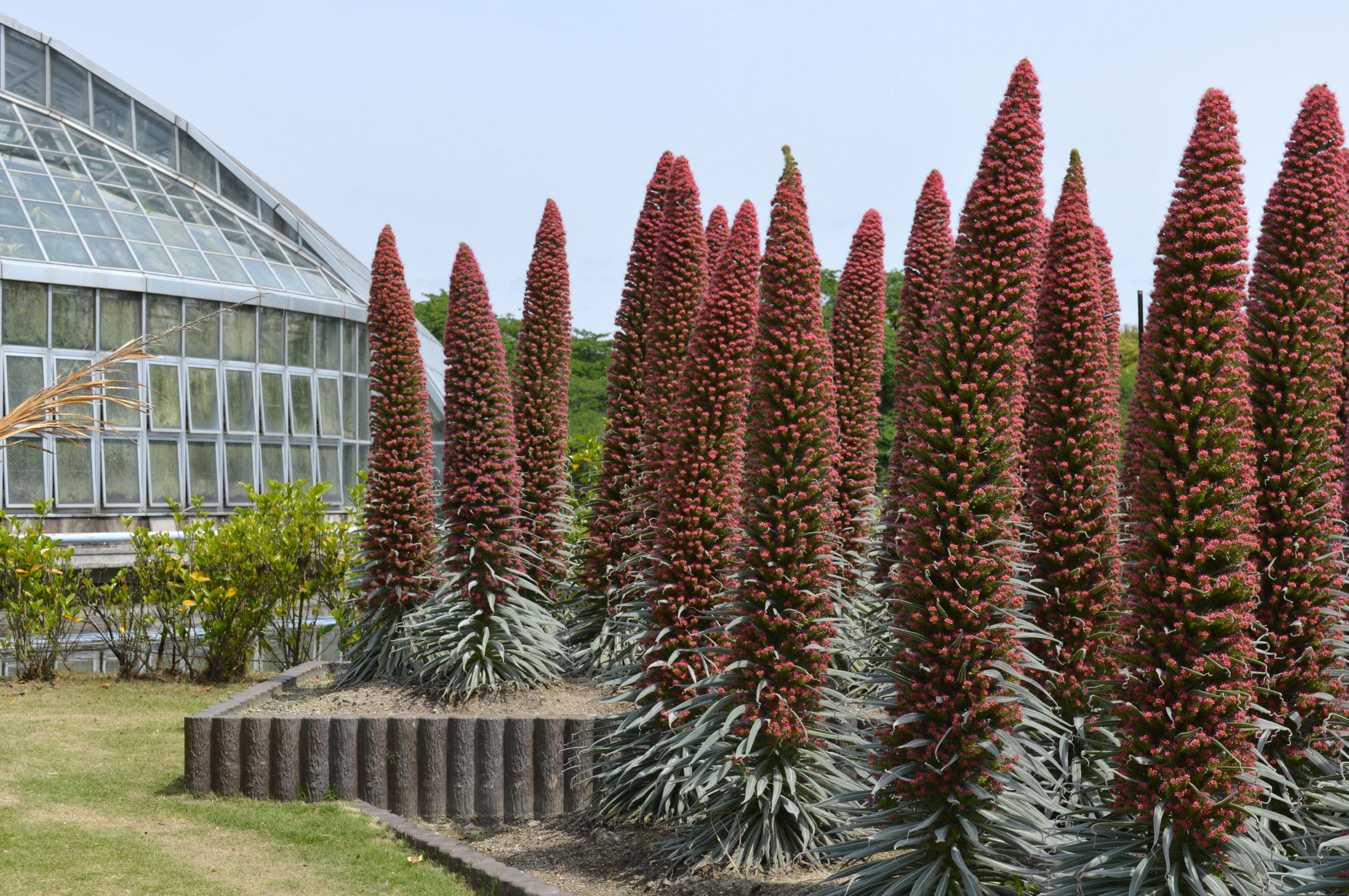 Image of Echium wildpretii H. H. W. Pearson ex Hook. fil.