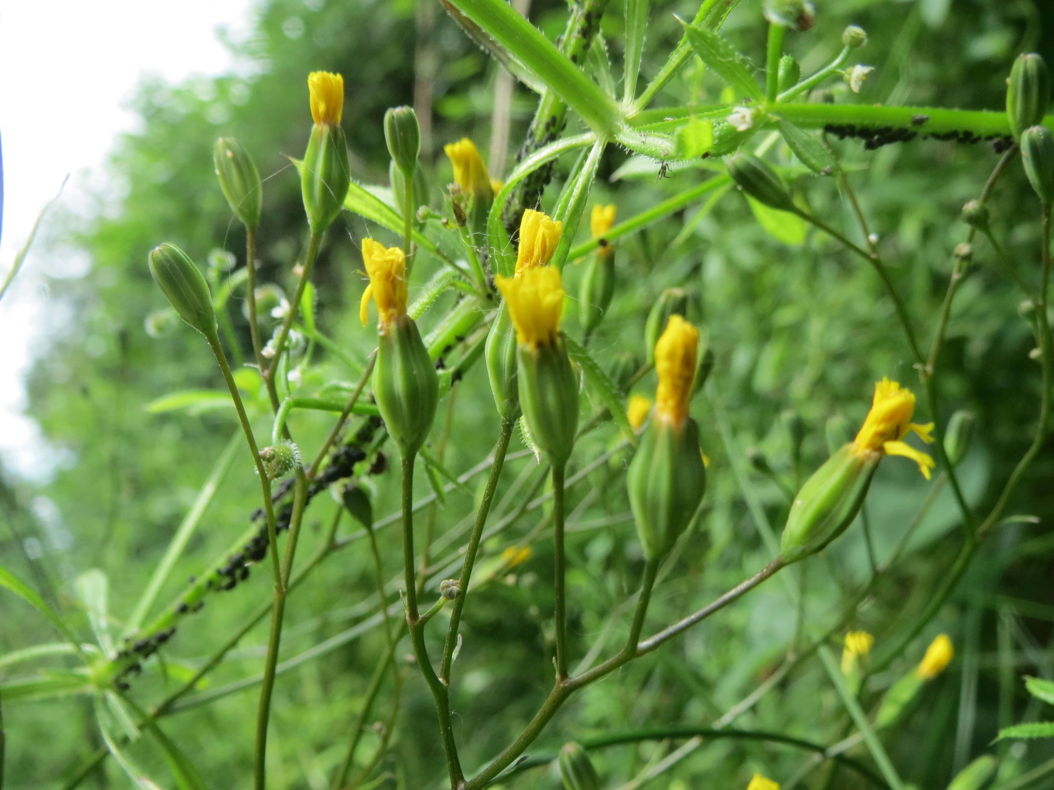 Image of nipplewort