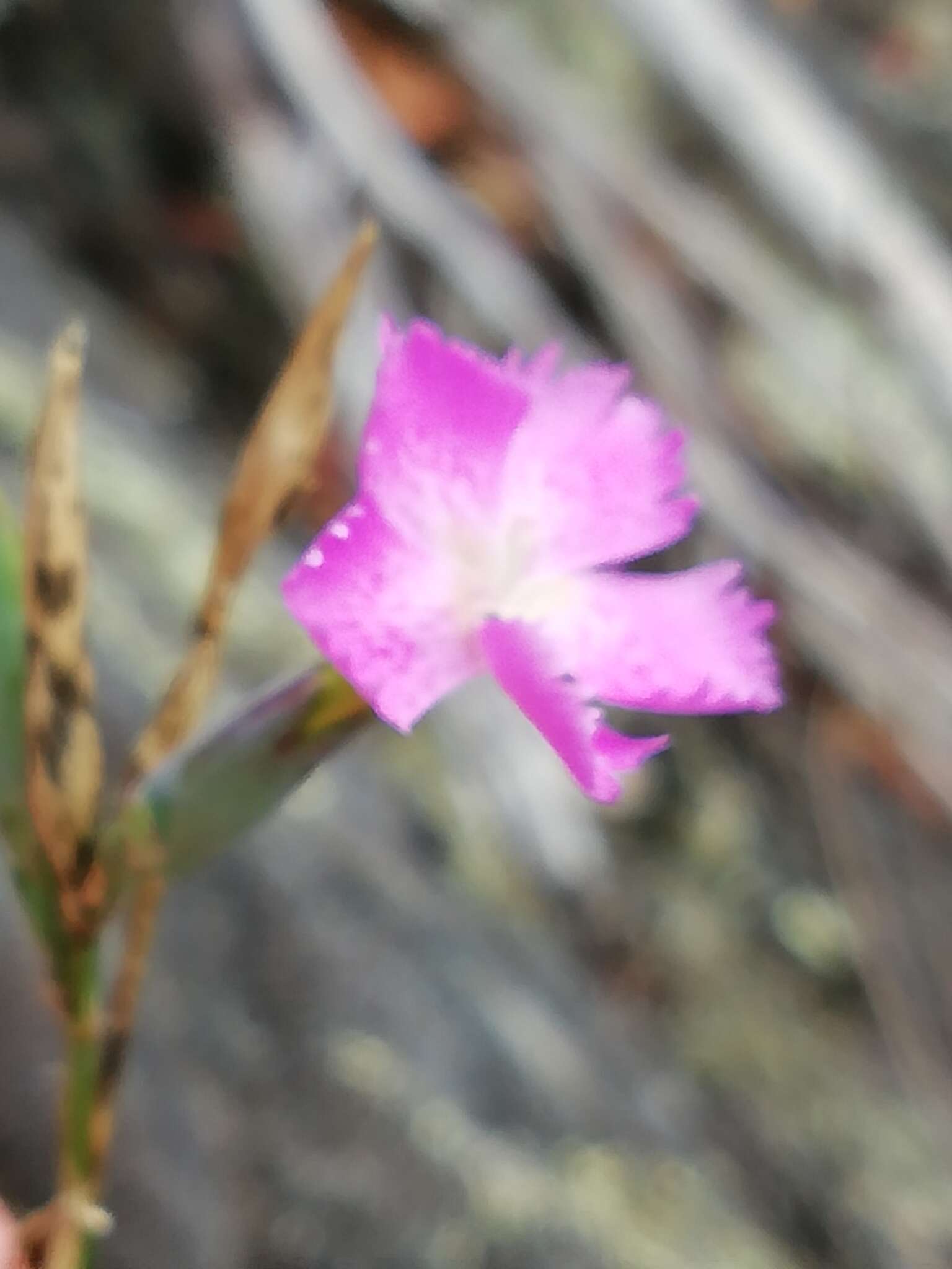 Image of Dianthus ferrugineus Miller