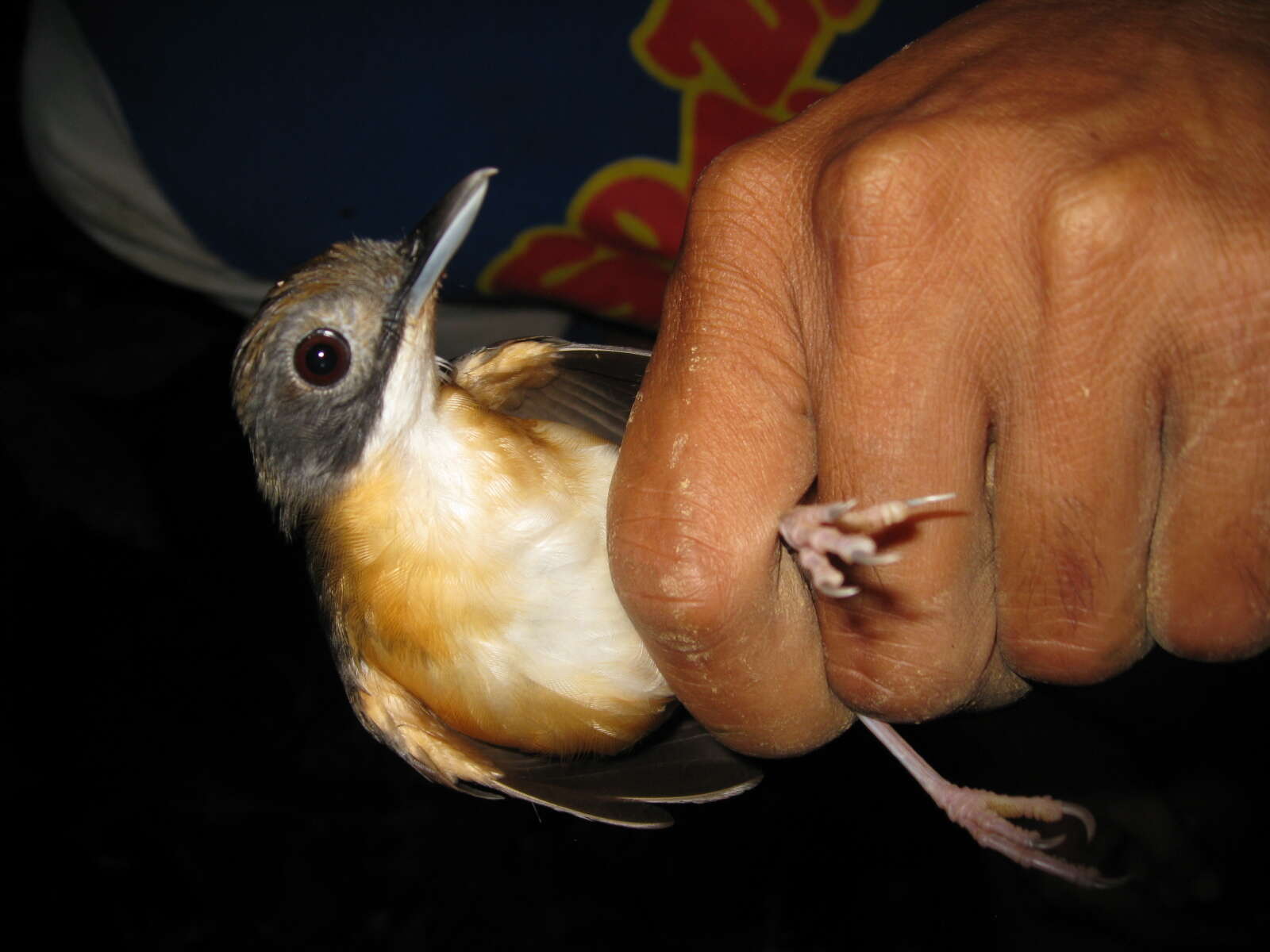 Image of Short-tailed Babbler