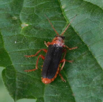 Image of <i>Cantharis annularis</i>