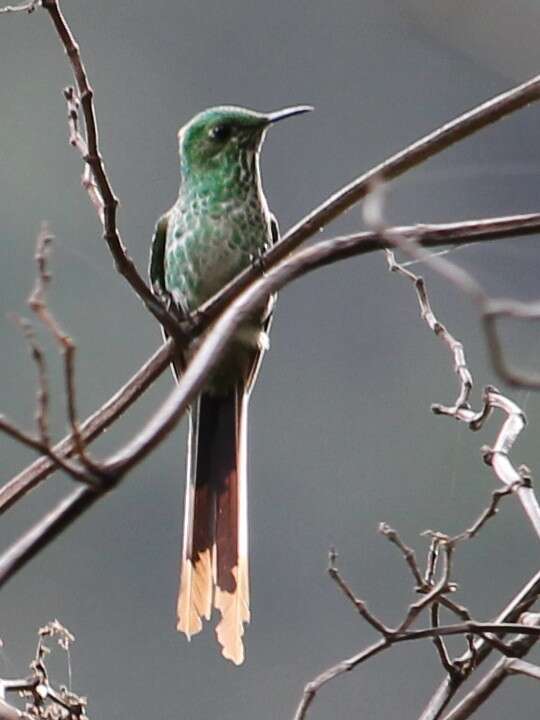 Image of Green-tailed Trainbearer