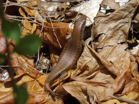 Image of Trachylepis maculilabris (Gray 1845)